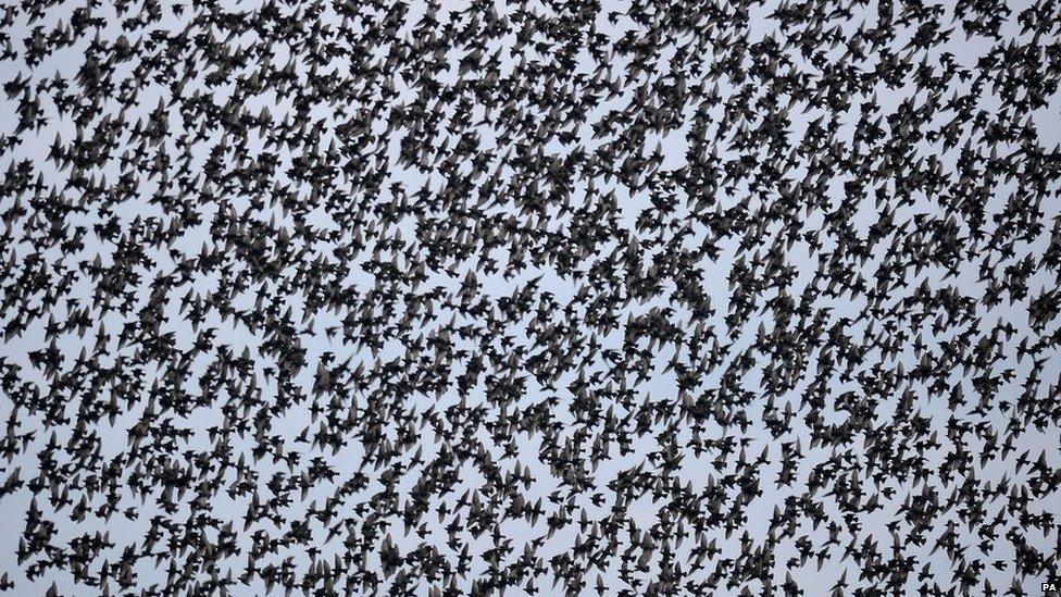 Starlings