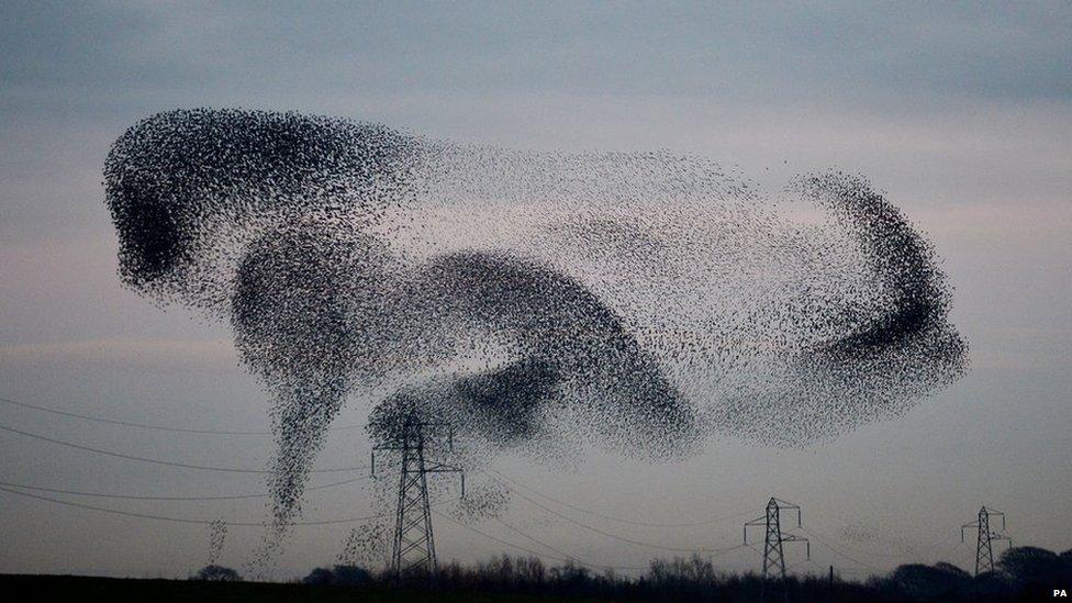 Starlings