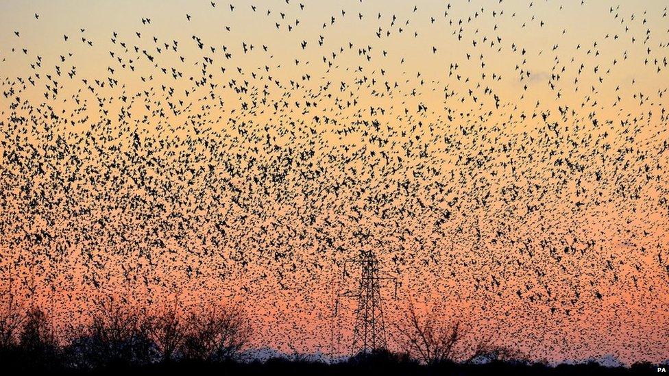 Starlings