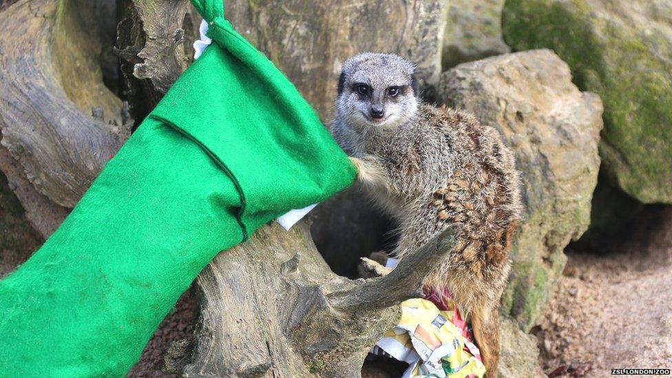 A meerkat peering into a Christmas stocking