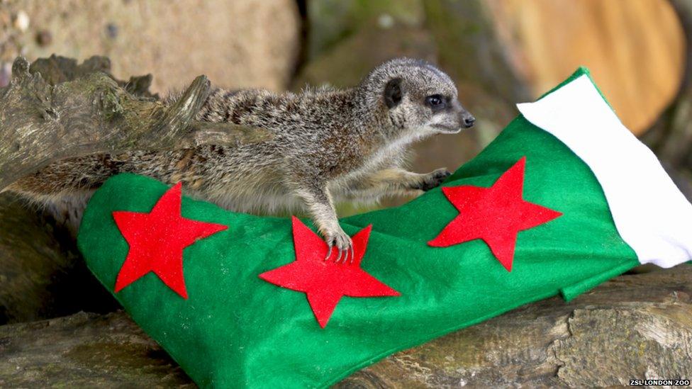 A meerkat lying on a Christmas stocking
