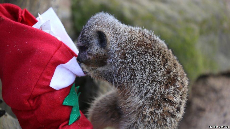 A meerkat peering into a Christmas stocking