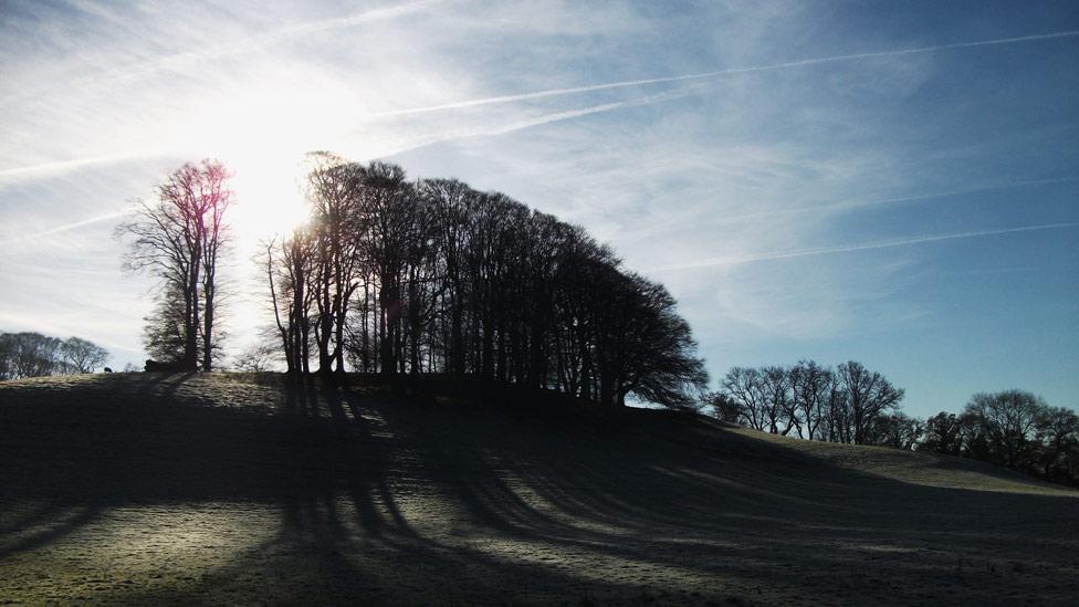 Trees at Dinefwr Park, Llandeilo