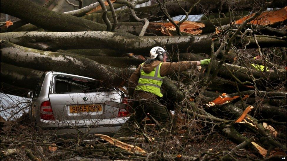 a tree surgeon working in Edinburgh