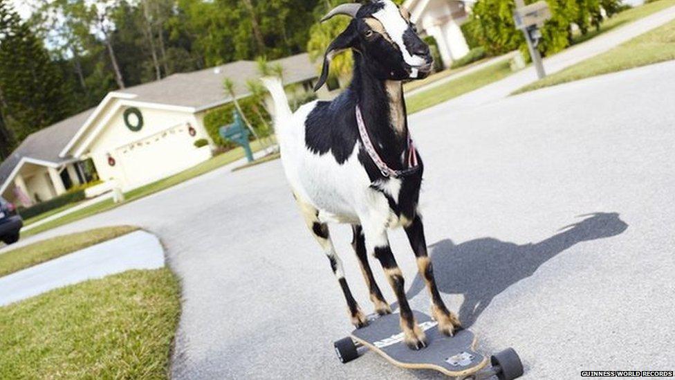 A skateboarding goat