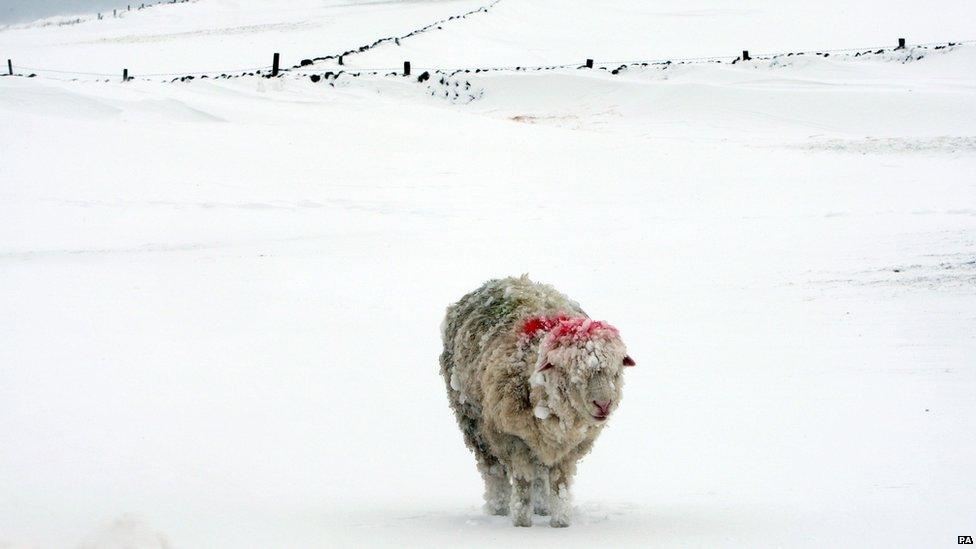 Frozen sheep