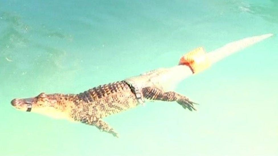 Alligator with a fake tail