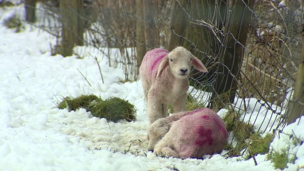 Lambs in snow