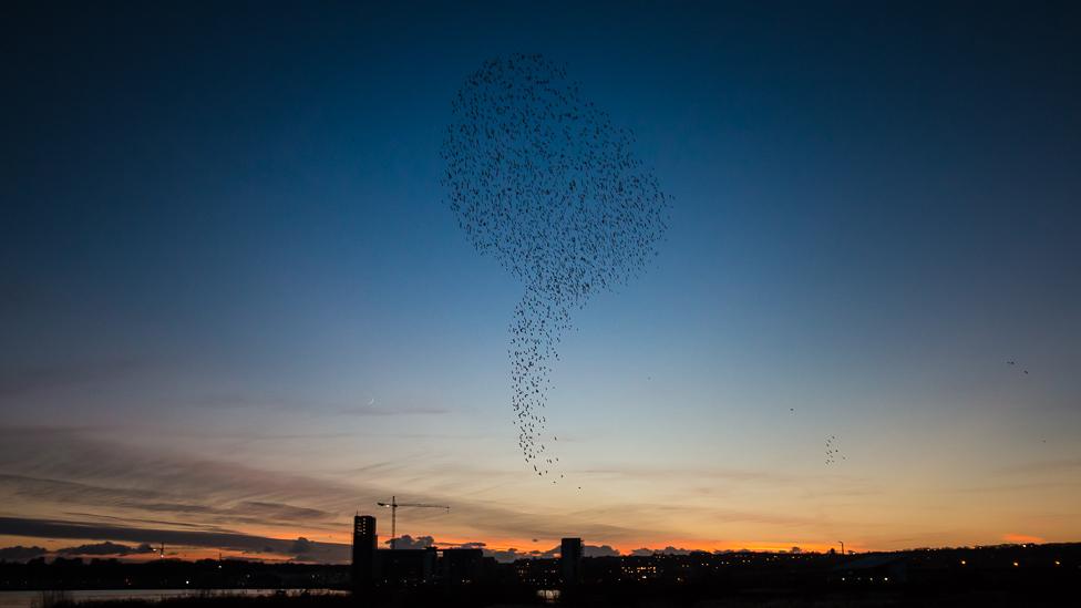 A murmuration of starlings over Cardiff bay wetlands reserve at sunset,