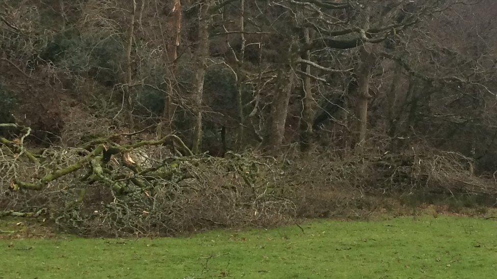 Trees which have come down at Llanbedr, Gwynedd