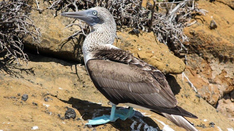 Blue-footed booby