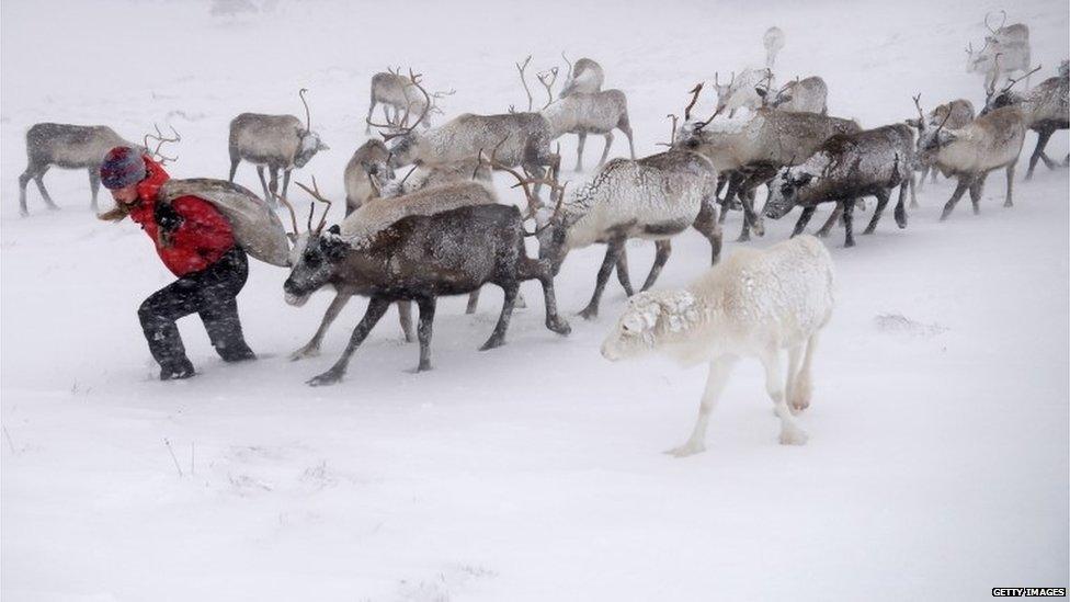 Eve Grayson, a reindeer herder of the Cairngorm Reindeer Herd, feeds the deer on December 23, 2013 in Aviemore, Scotland