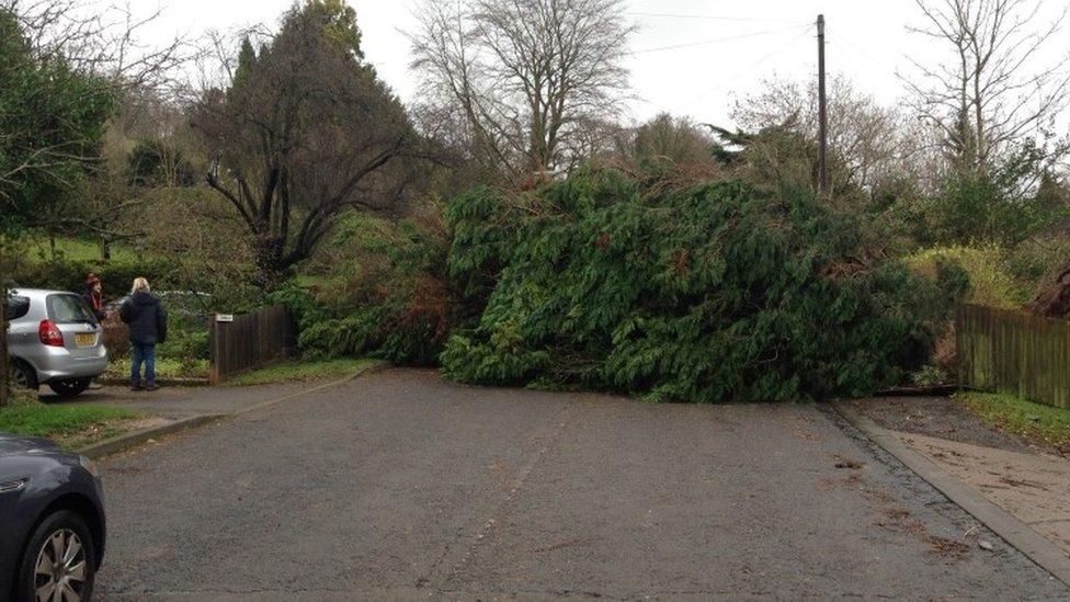 Fallen tree