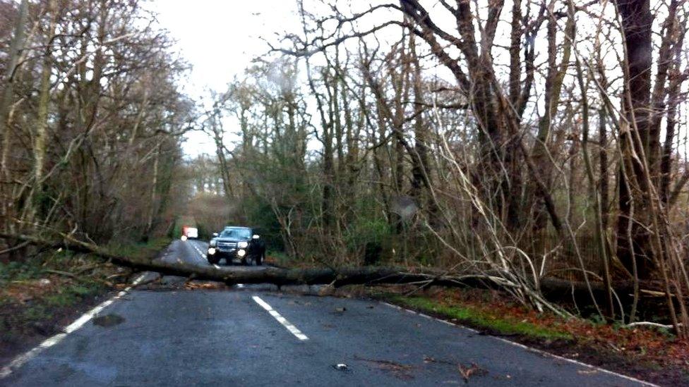 Fallen tree in Ottershaw