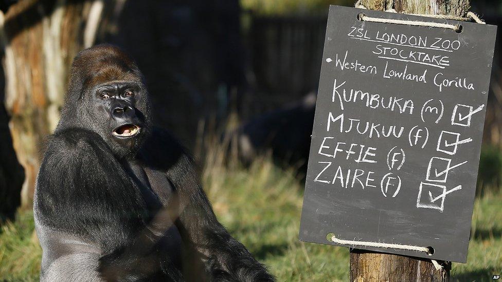 Kumbuka, a male silverback gorilla, at London Zoo