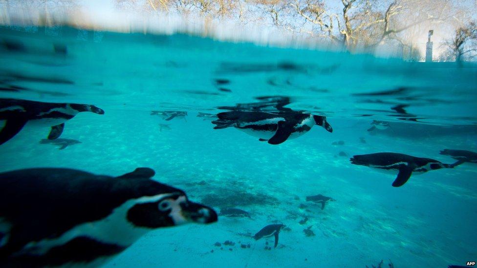 Humboldt penguins swim in a pool during a photo call for London Zoo's annual stock take