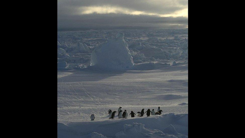 Penguins on the ice