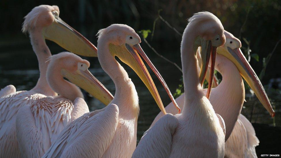 Pelicans at London Zoo