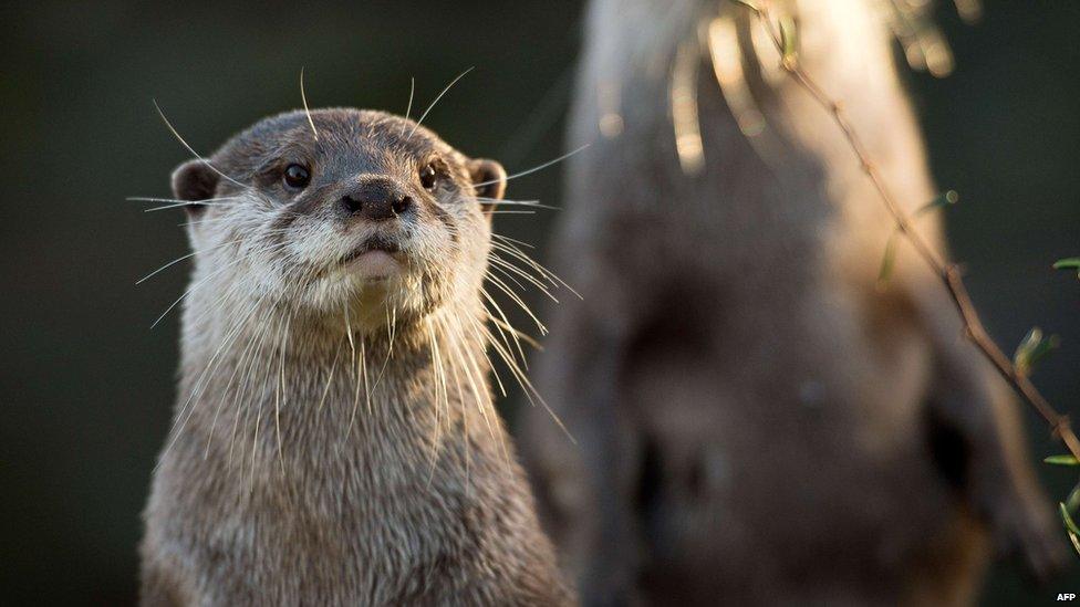 Oriental short-clawed otters at London Zoo