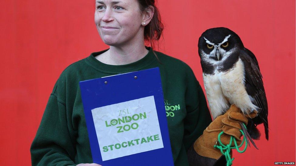 A keeper holds Elton, a spectacled owl, during ZSL London Zoo's annual stock take