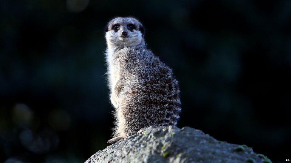 Meerkat at London Zoo stock take