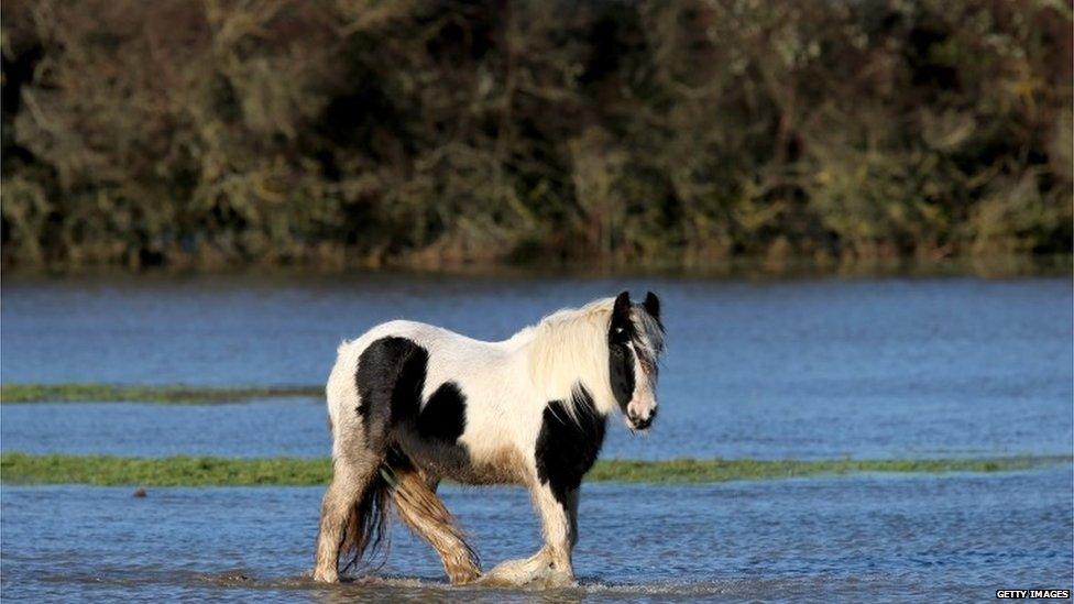 A horse standing in shallow water in a flooded field