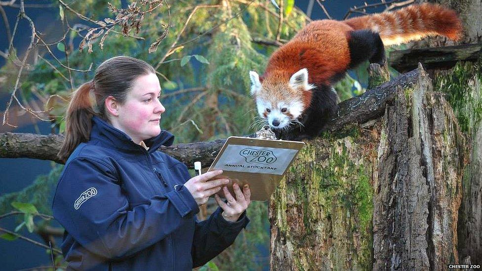 Keeper and red panda