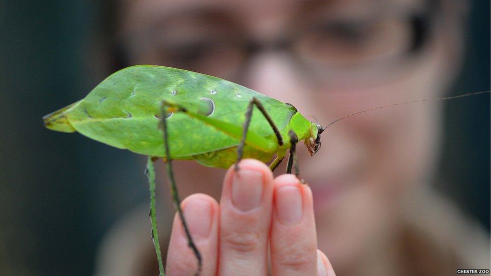 Malaysian leaf katydid