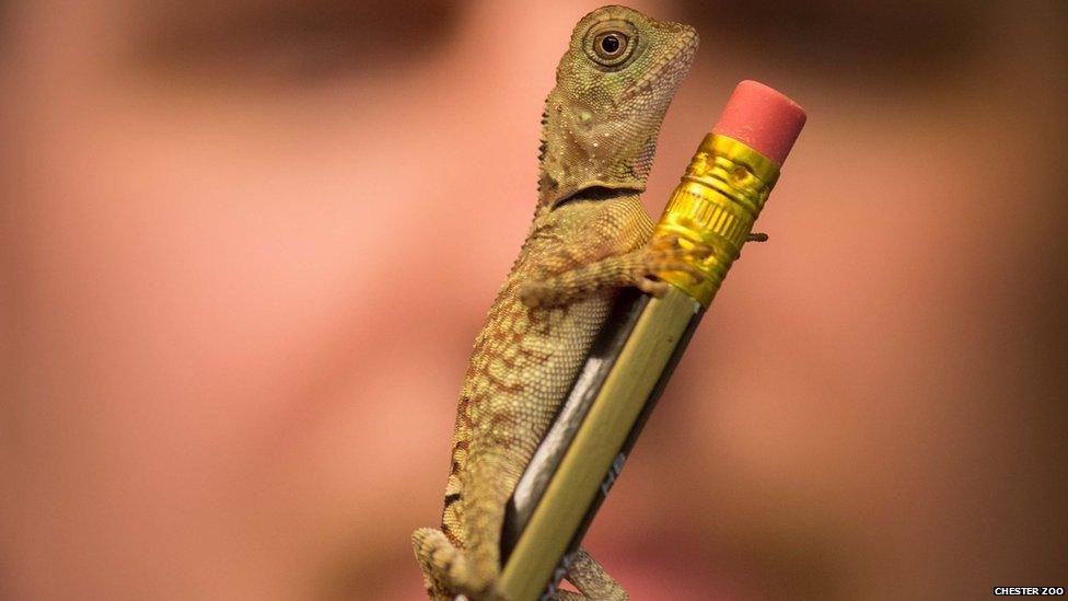 Bell’s anglehead lizard on a pencil