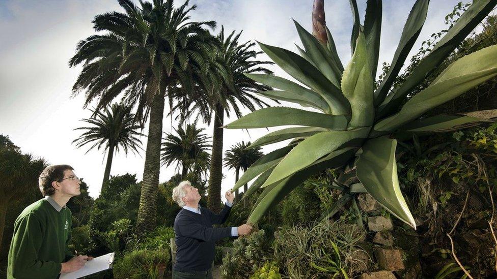 Flower count, Tresco Abbey Gardens, January 2014