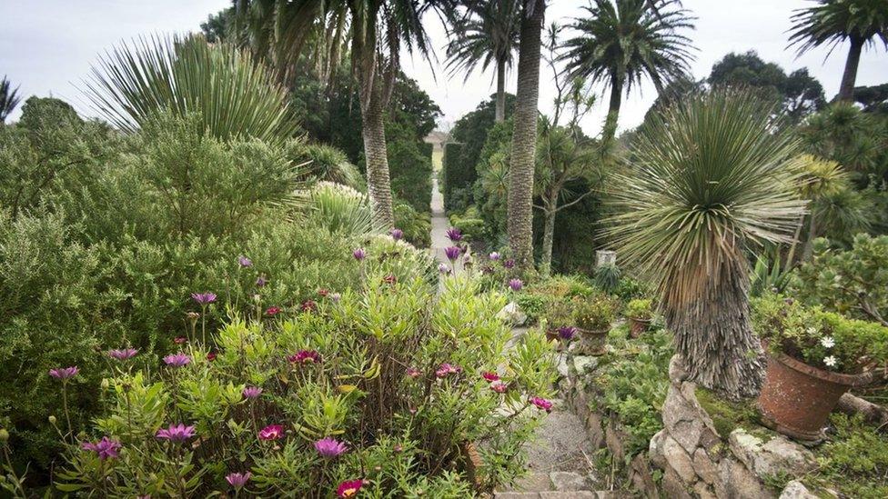 Abbey Gardens, Tresco, January 2014