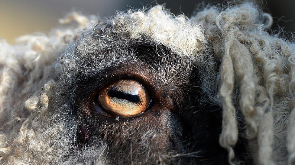 Close up of a sheep