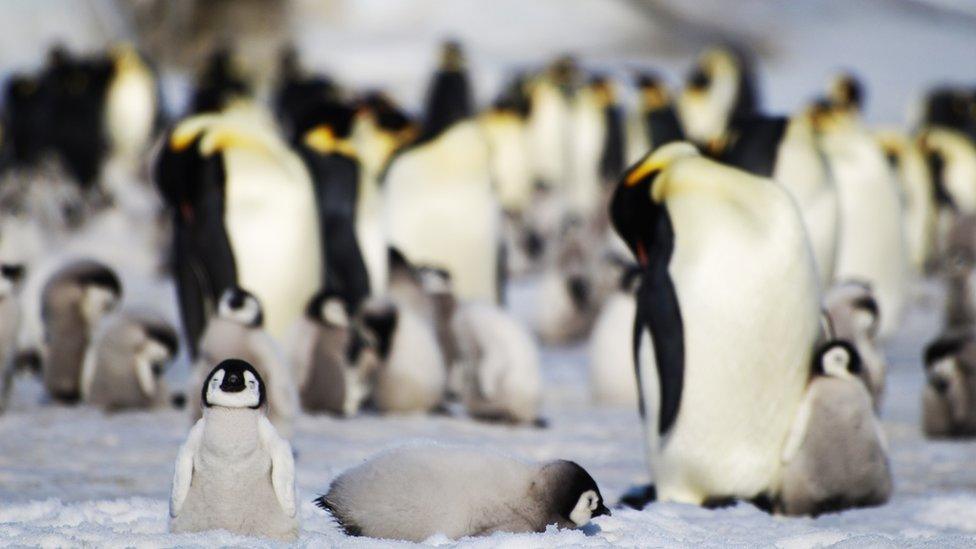 Emperor penguins