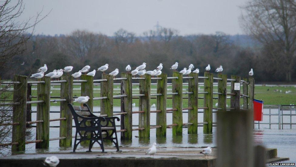 Seagulls at Port Meadow floods