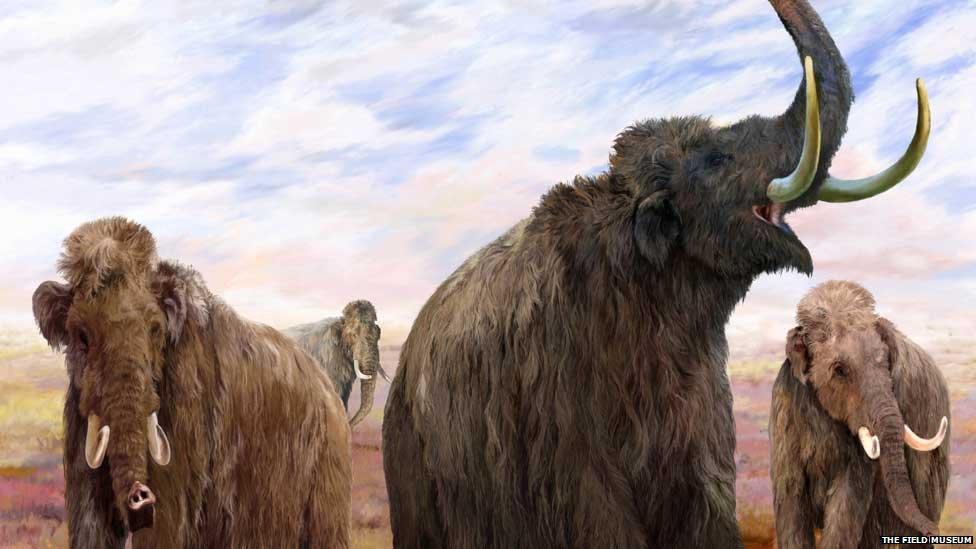 Mammoths of the Ice Age explores the mysteries of the ice age and reveals what life was like for the iconic mammals of this era; the mammoth and the mastodon