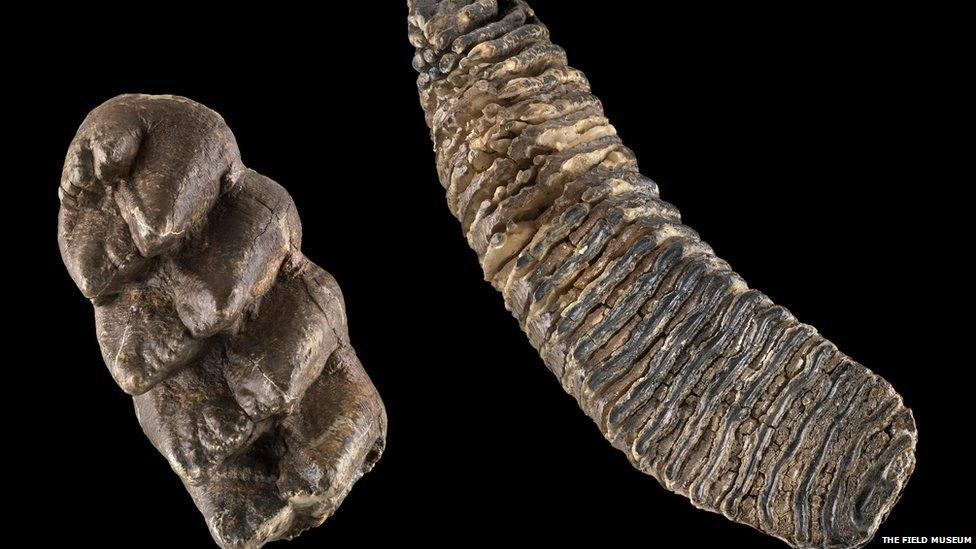 Mastodons were shorter and stockier than mammoths, with thicker bones and differently shaped tusks. In North America, mastodons lived alongside mammoths because they had different diets and so did not compete for food, with a mammoth consuming an estimated 226 kg of vegetation every day. The mastodon tooth (left), with its sharp cusps was used for shredding bark and twigs, while the mammoth tooth (right) was used to grind leaves and grasses. Photo by John Weinstein