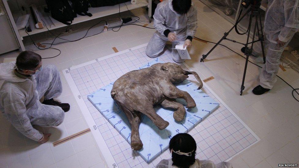 Baby woolly mammoth Lyuba is 40,000 years old and one of the best preserved mammoths ever discovered. She was unearthed by a Siberian reindeer herder and his two sons in 2007. An international team of scientists studied Lyuba after her discovery, performing an autopsy and DNA analysis.