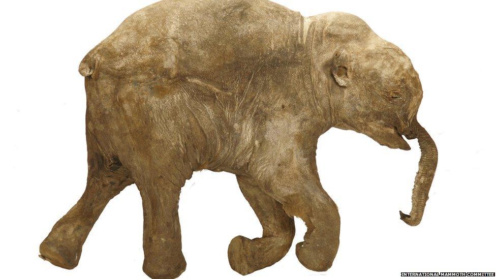 This is the real Lyuba. A detailed replica of Lyuba will be on show in Mammoths of the Ice Age. Lyuba’s trunk collapsed when she died. Scientists theorise that the baby mammoth was trapped in silt and eventually suffocated. From Lyuba we can learn much about how mammoths behaved, from what they looked like to what they ate