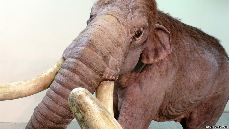 Visitors will be able to see and touch the biggest and smallest mammoths that ever lived. Going on display is a full-scale replica of an impressive Columbian mammoth, a cousin of the woolly mammoth, which would have stood around 4 metres tall