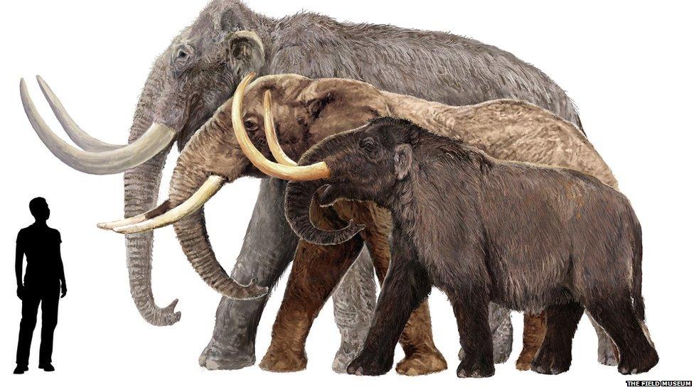 This sketch shows a Columbian mammoth, an African elephant, and an American mastodon (from back to front) next to a 6-foot-tall human. Not all mammoths were gigantic, in fact the pygmy mammoth was the size of a large horse. Illustration by Velizar Simeonovski