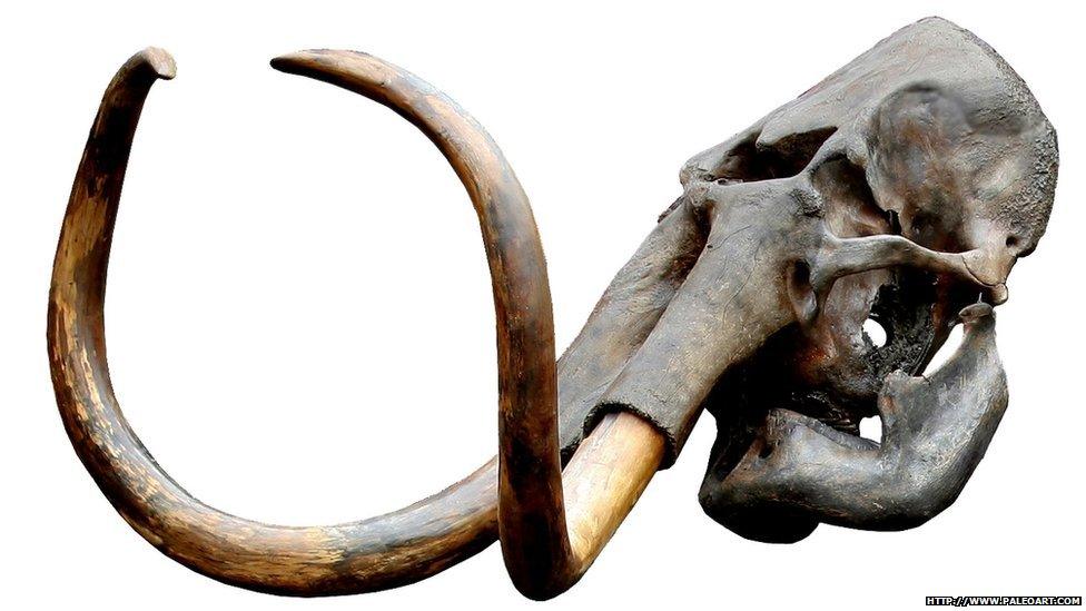 This large skull is from a woolly mammoth. Visitors to Mammoths of the Ice Age will be able to see fossil skulls, as well as life-size replicas of these ancient beasts, and touch skull casts, teeth, tusks and fossil jaws to learn about early evolutionary adaptations. Discovering how mammoths used their trunks and tusks, visitors can manipulate a mechanical trunk to pick up objects and help a mammoth balance the weight of its tusks. Or try their hand at jousting with tusks, imitating the behaviour of adult male mammoths who sparred for dominance and to win breeding rights as they roamed the landscape of Siberia thousands of years ago.