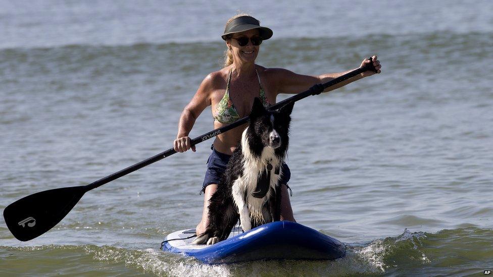 Ozzy the dog on a paddleboard