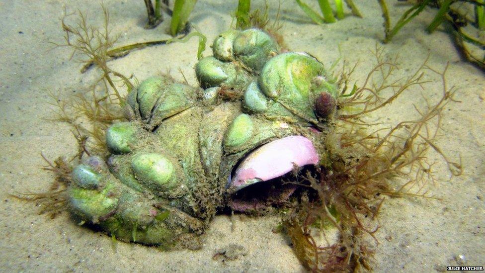 Slipper limpets