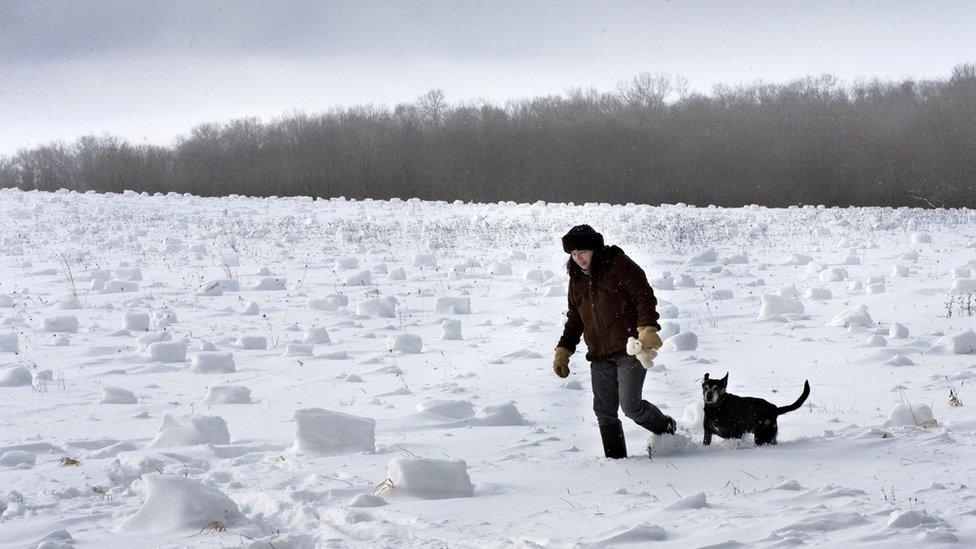 A woman walks her dog in a field covered with snow rollers