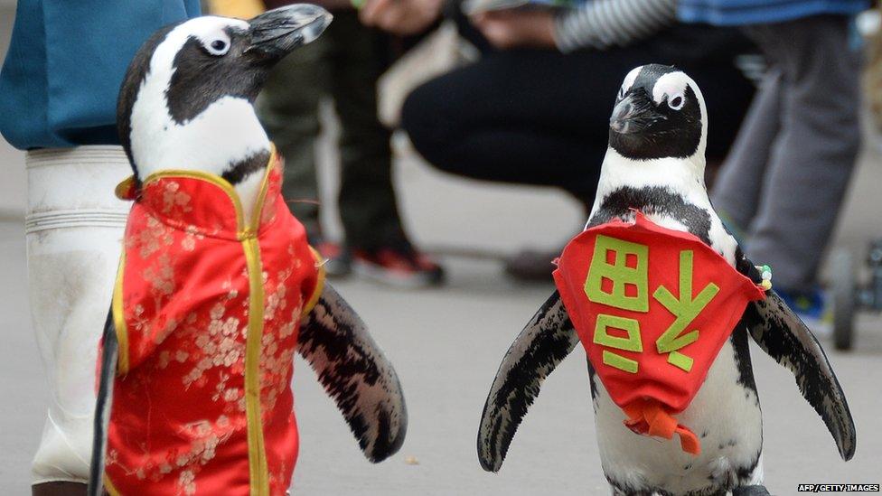 Penguins wearing a Chinese outfit