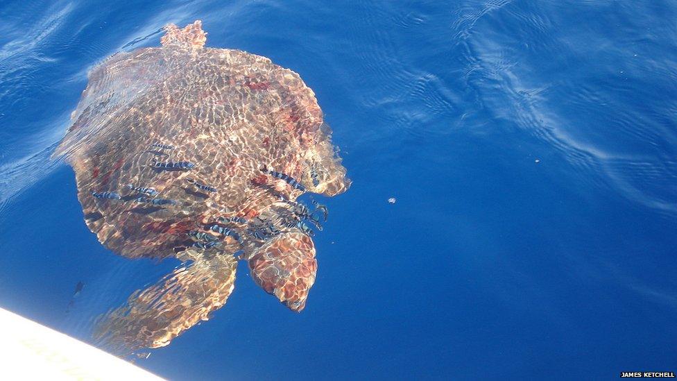 Sea turtle by the boat