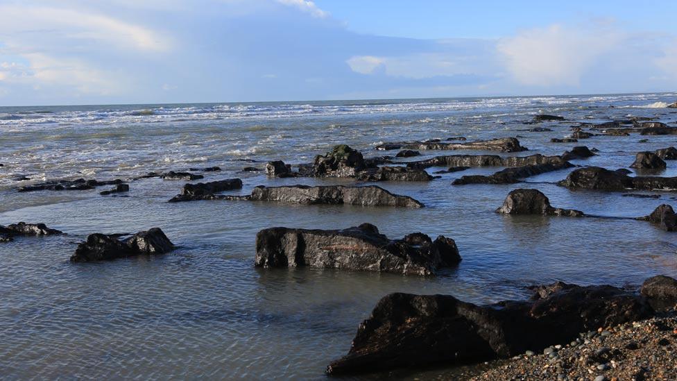 Tree remains at Tywyn, Gwynedd