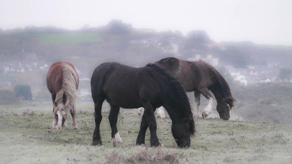 Horses at Penally