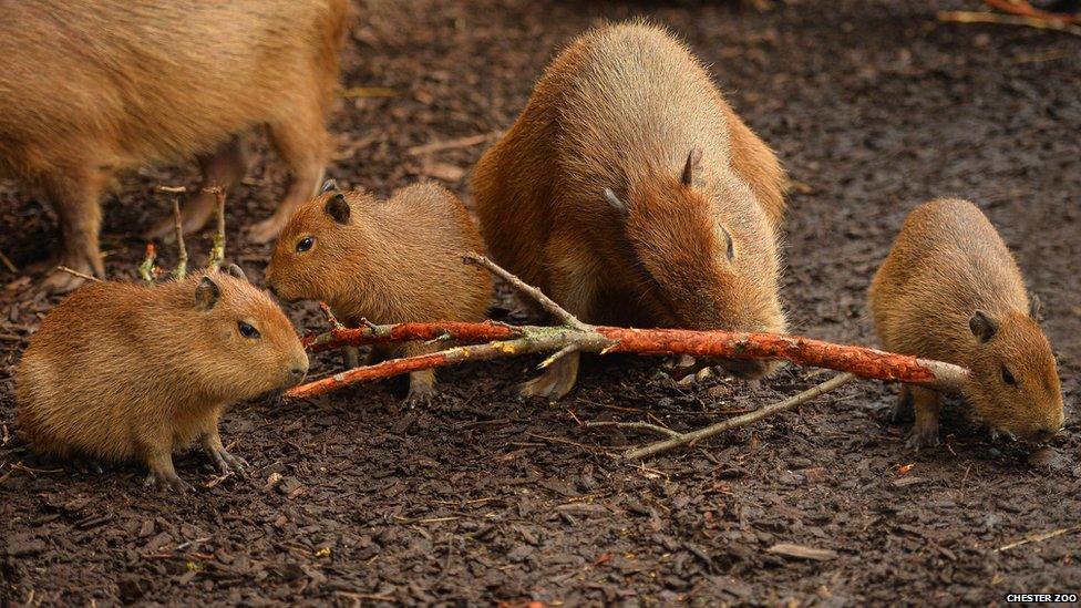 The triplets gnaw wood with an adult Capybara