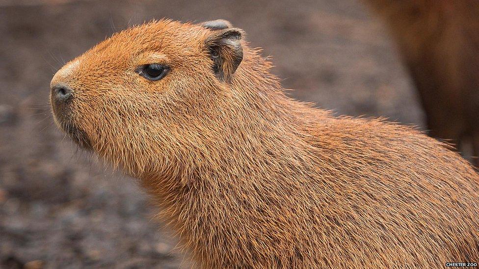 A Capybara